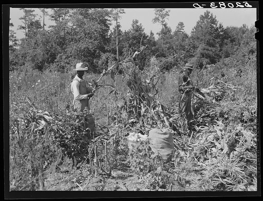 Untitled photo, possibly related to: Negro sharecropper and two wage hands shucking corn for the landlord, a white woman. On road to Cedar Grove, west of Highway 14. Orange County, North Carolina. See general notes on sub-region, September 28, 1939, number two