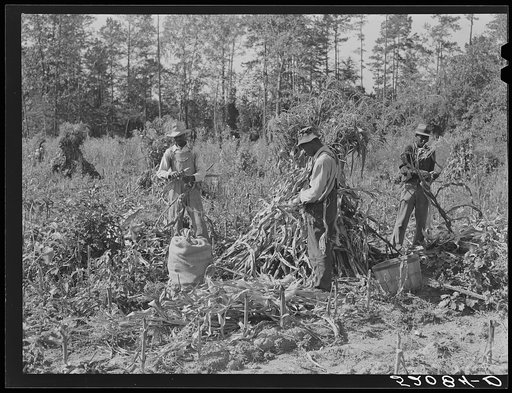 Negro sharecropper and two wage hands shucking corn for the landlord, a white woman. On road to Cedar Grove, west of Highway 14. Orange County, North Carolina. See general notes on sub-region, September 28, 1939, number two