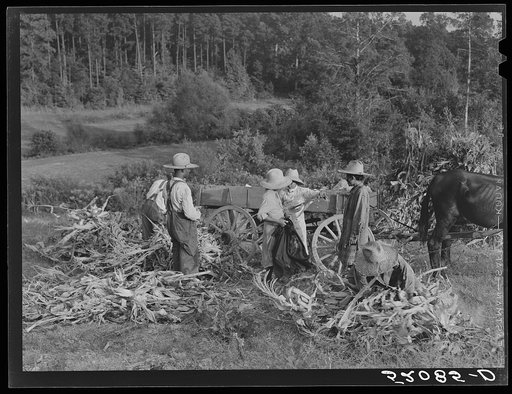 Tenants shucking corn in field. Person County, North Carolina