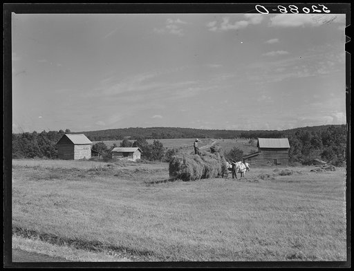 Loading hay on Ward Place, Route 57. Chatham, Pittsylvania County, Virginia
