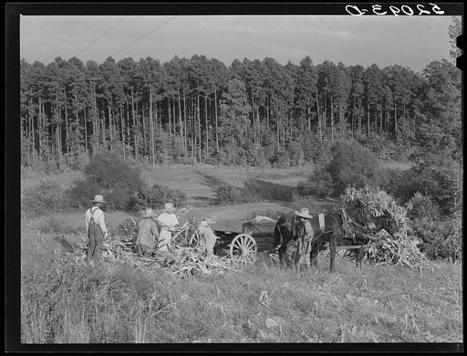 Tenants shucking corn in field. Person County, North Carolina