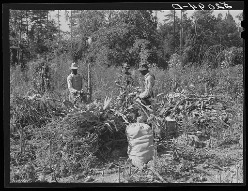 Untitled photo, possibly related to: Tenants shucking corn in field. Person County, North Carolina