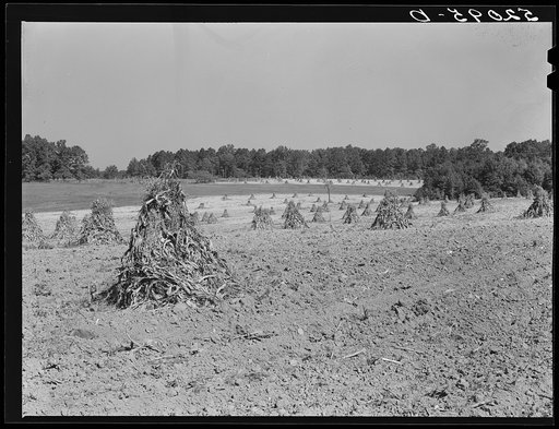 General fall farm landscape showing, with whole shocks of cornstalks. Between Cedar Grove and Carr, Orange County, North Carolina. See general notes on subregion. September 28, 1939. Number three