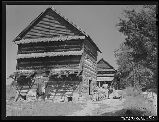 Mrs. Compton and her four year-old son, Billy, taking sticks of tobacco out of barn to strip house. They are tenants and the Negro owner lives in Mebane. This is a part of a prosperous Negro settlement between Carr and Cedar Grove, Orange County, North Carolina. See captions 52055-D and 52080-D. See