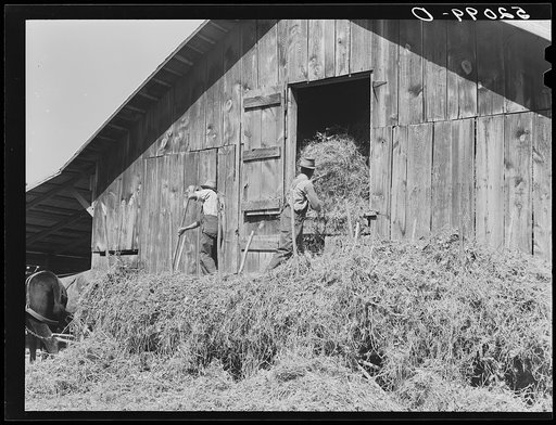 Loading hay into barn on tobacco farm of A.B. Douglas. Blairs, Virginia. Pittsylvania County