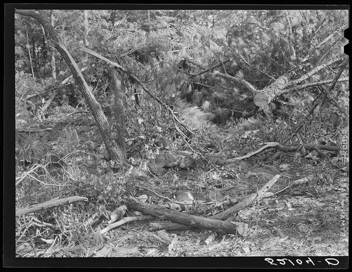 Waste wood. Note large size which would make good firewood. Left on site of small abandoned sawmill, recently moved between Antioch Church and Highway 54. Southern part of Orange County, North Carolina. See general caption notes on subregion. September 27, 1939. Number two and caption 52101-D