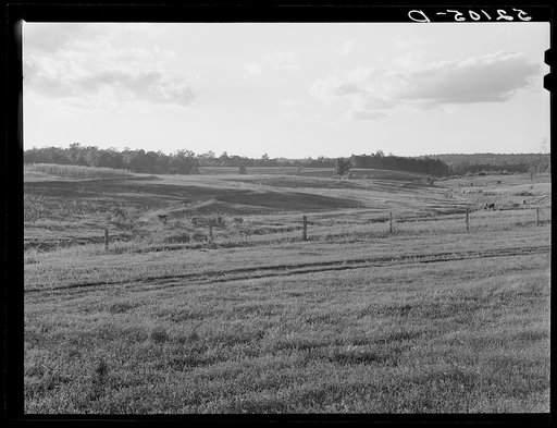 Untitled photo, possibly related to: Terraced pastures, three small farms treated as unit for the purpose. Owners are Linnie Bailey, his son and son-in-law (Mr. Mann). Route 93, about four and a half miles south of Graham, Alamance County, North Carolina. See general notes on subregion, September 27