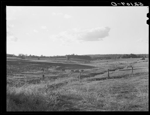 Untitled photo, possibly related to: Terraced pastures, three small farms treated as unit for the purpose. Owners are Linnie Bailey, his son and son-in-law (Mr. Mann). Route 93, about four and a half miles south of Graham, Alamance County, North Carolina. See general notes on subregion, September 27