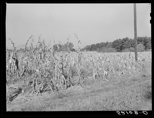 Corn field showing topped and untopped cornstallks. About six miles north of Hillsboro on Highway 14, Orange County, North Carolina. See general notes on subregion. September 28, 1939. Number one