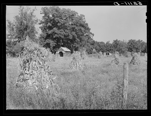 Untitled photo, possibly related to: Field of corn shocks, belonging to Robert Hughes, rural mail carrier, west of Highway 14 on road to Cedar Grove. Orange County, North Carolina. See general notes on subregion, September 28, 1939. Number two