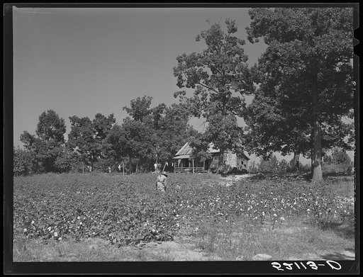 Negro sharecropper, Will Cole and his son picking cotton. The owner is Mrs. Rigsby, a white woman. About five miles below Chapel Hill, going south on Highway 15, toward Bynum in Chatham County, North Carolina. Address: Route 3, Chapel Hill