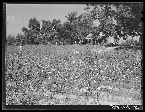 Untitled photo, possibly related to: Negro sharecropper, Will Cole and his son picking cotton. The owner is Mrs. Rigsby, a white woman. About five miles below Chapel Hill, going south on Highway 15, toward Bynum in Chatham County, North Carolina. Address: Route 3, Chapel Hill