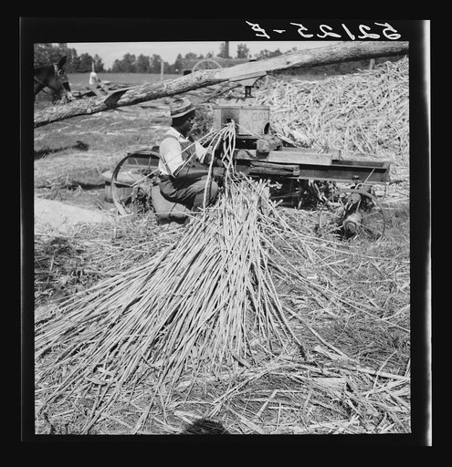 Untitled photo, possibly related to: Feeding the sorghum cane into the mill to make syrup on property of Wes Chris, a tobacco farm of about 165 acres in a prosperous Negro settlement near Carr, Orange County, North Carolina