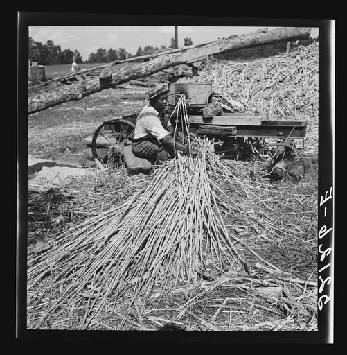 Feeding the sorghum cane into the mill to make syrup on property of Wes Chris, a tobacco farm of about 165 acres in a prosperous Negro settlement near Carr, Orange County, North Carolina
