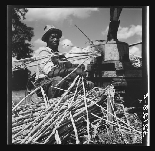 Untitled photo, possibly related to: Feeding the sorghum cane into mill to make syrup on property of Wes Chris, a tobacco farm of about 165 acres in a prosperous Negro settlement near Carr, Orange County, North Carolina