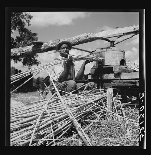 Untitled photo, possibly related to: Feeding the sorghum cane into mill to make syrup on property of Wes Chris, a tobacco farm of about 165 acres in a prosperous Negro settlement near Carr, Orange County, North Carolina
