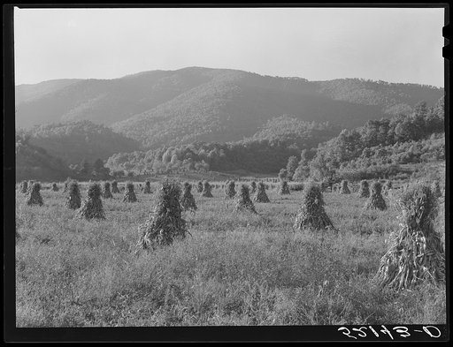 Shocks of corn. Smokey Mountains near Asheville, North Carolina