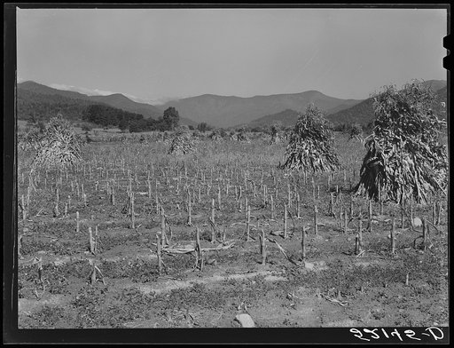 Corn shocks. Smokey Mountains near Black Mountain, North Carolina