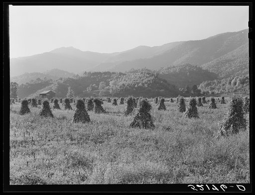 Untitled photo, possibly related to: Shocks of corn. Smokey Mountains near Asheville, North Carolina