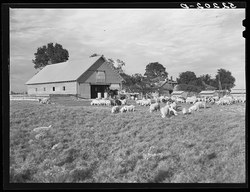 Livestock on Knowlton Plantation, Perthshire, Mississippi Delta, Mississippi