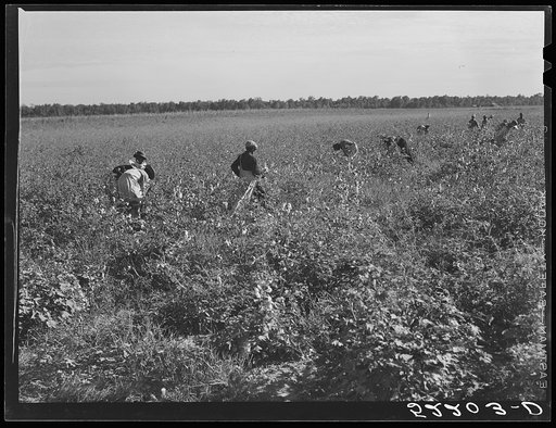 Cotton pickers on Mileston Plantation. Mississippi Delta, Mississippi