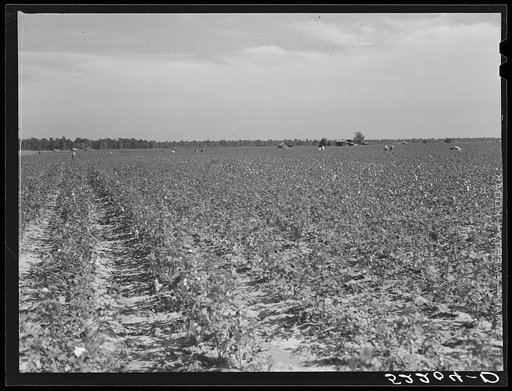 Untitled photo, possibly related to: Part of large plantation, Mississippi Delta. Mississippi