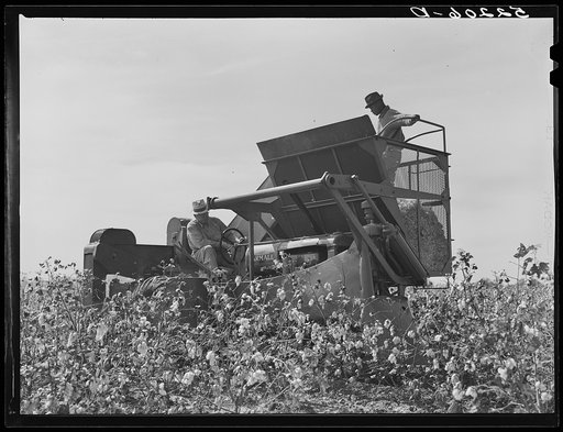 International cotton picker in cotton field on Hopson Plantation, near Clarksdale. Mississippi Delta, Mississippi