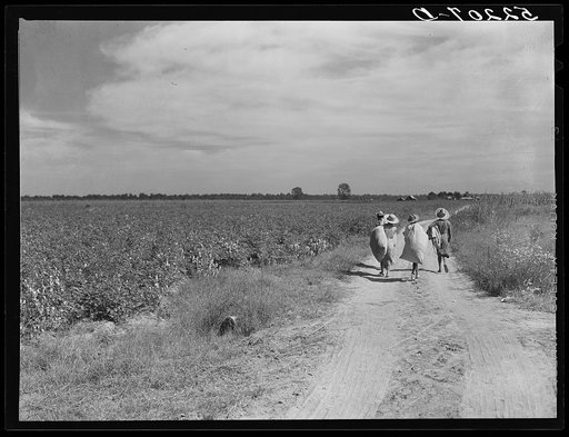 Negro cotton pickers with bags of cotton on their backs, Mileston Plantation. Mississippi Delta, Mississippi