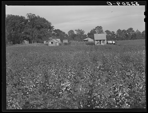 Part of large plantation, Mississippi Delta. Mississippi