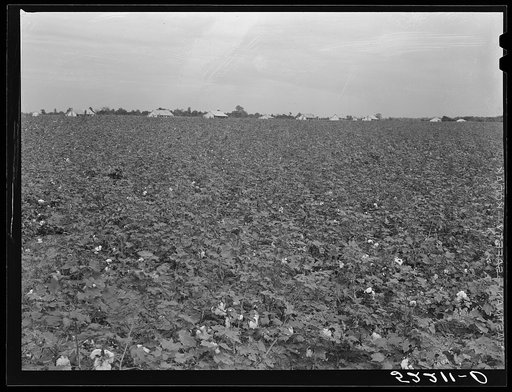 General landscape in Mississippi Delta. Cotton field in foreground and row of plantation houses in background, Mississippi