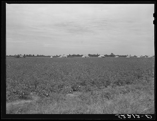 Untitled photo, possibly related to: General landscape in Mississippi Delta. Cotton field in foreground and row of plantation houses in background, Mississippi