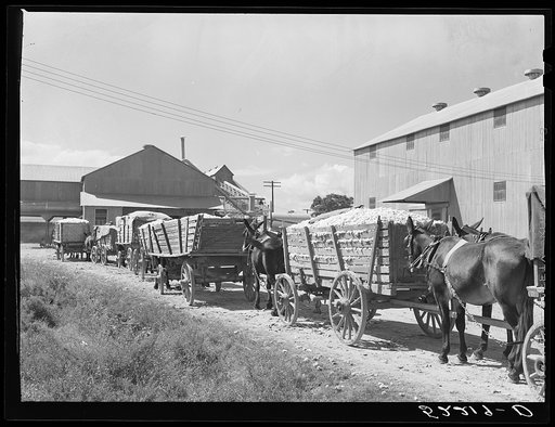 Wagonloads of cotton waiting at the gin of Delta and Pine Land Company of Mississippi, one of the largest plantations in the Delta. Mississippi Delta, Mississippi