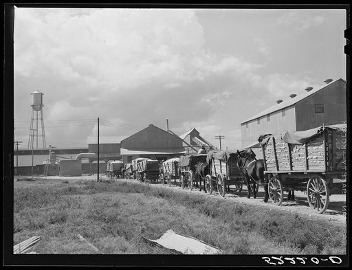 Wagonloads of cotton waiting at the gin of Delta and Pine Land Company of Mississippi, one of the largest plantations in the Delta. Mississippi Delta, Mississippi
