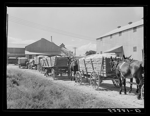 Untitled photo, possibly related to: Wagonloads of cotton waiting at the gin of Delta and Pine Land Company of Mississippi, one of the largest plantations in the Delta. Mississippi Delta, Mississippi