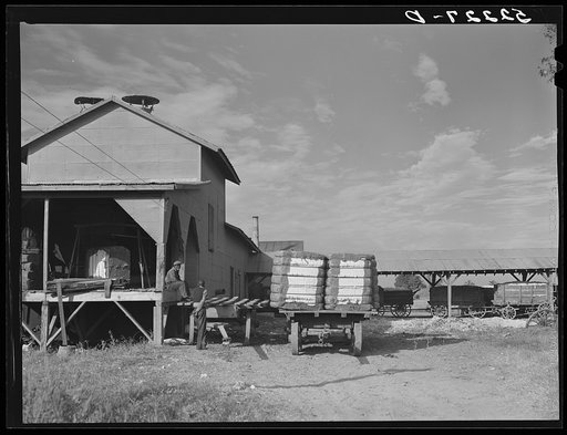 Gin with bales of cotton on truck. Knowlton Plantation, Perthshire, Mississippi Delta, Mississippi