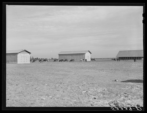 Untitled photo, possibly related to: Livestock on Knowlton Plantation, Perthshire, Mississippi Delta, Mississippi