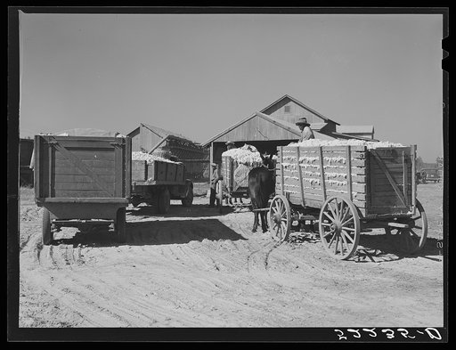 Wagon and truckloads of cotton waiting at gin. Mileston Plantation, Mississippi Delta, Mississippi