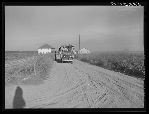Negro day laborers coming in trucks from the fields after cotton picking to be paid off at plantation store. Mileston, Mississippi Delta. They are being brought in from nearby towns daily during the peak of the season. Mississippi