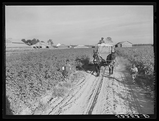 Wagonload of cotton coming out of the field in the evening. Mileston Plantation, Mississippi Delta, Mississippi
