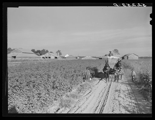 Untitled photo, possibly related to: Wagonload of cotton coming out of the field in the evening. Mileston Plantation, Mississippi Delta, Mississippi