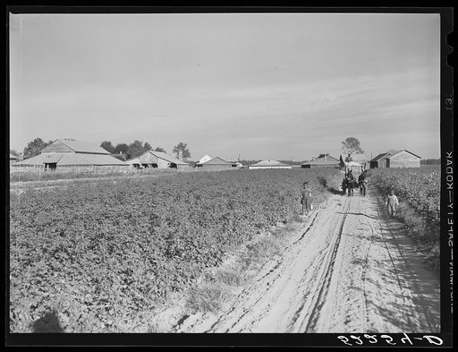 Untitled photo, possibly related to: Wagonload of cotton coming out of the field in the evening. Mileston Plantation, Mississippi Delta, Mississippi