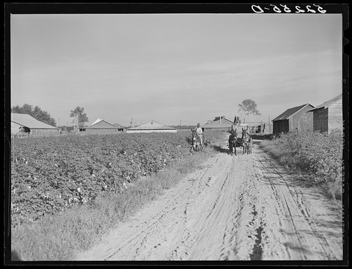 Wagonload of cotton coming out of the field in the evening. Mileston Plantation, Mississippi Delta, Mississippi