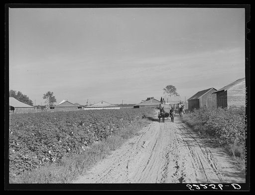 Untitled photo, possibly related to: Wagonload of cotton coming out of the field in the evening. Mileston Plantation, Mississippi Delta, Mississippi
