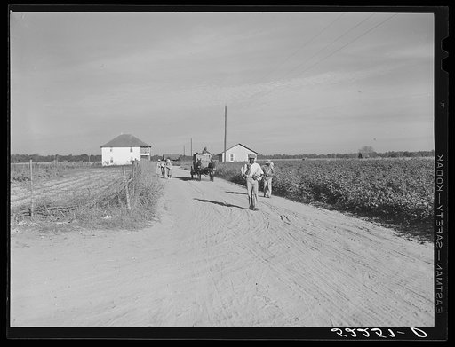 Wagonload of cotton coming out of the field in the evening. Mileston Plantation, Mississippi Delta, Mississippi