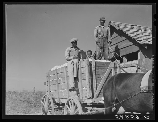 Taking a load of cotton out of the cotton house in the wagon to the gin. Marcella Plantation, Mileston, Mississippi Delta, Mississippi