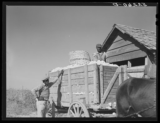 Cotton on the way to the gin. At right it is being taken out of the cotton house. Marcella Plantation, Mileston, Mississippi Delta, Mississippi