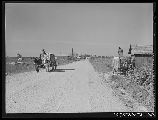 Cotton on the way to the gin on the Marcella plantation, Mileston, Miss. At right it is being taken out of the cotton house.