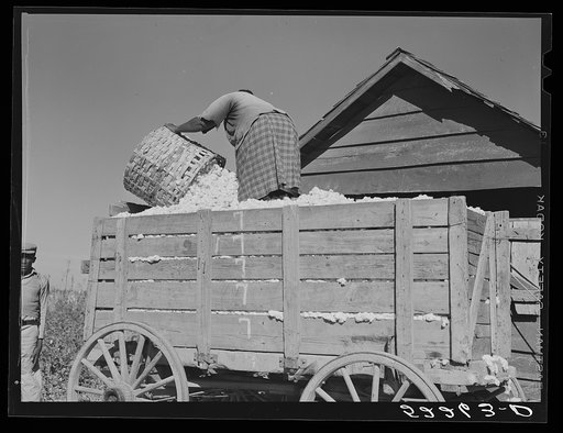 Taking cotton out of the cotton house and putting it on the wagon to be taken to the gin. Marcella Plantation Mileston, Mississippi Delta, Mississippi