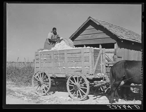 Taking cotton out of the cotton house and putting it on the wagon to be taken to the gin. Marcella Plantation Mileston, Mississippi Delta, Mississippi