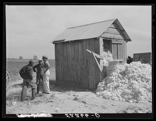 An overflowing cotton house. Mileston Plantation, Mississippi Delta, Mississippi